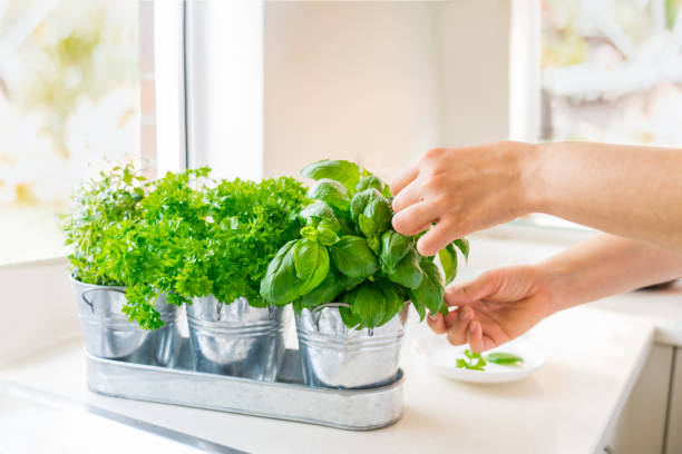 10 Vegetables You Can Grow Indoors in the Fall & Winter