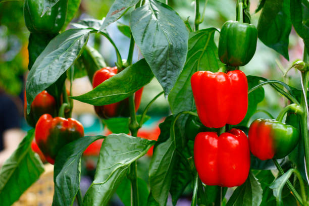 How to Grow Bell Peppers Indoors: Easy Tips for Thriving Plants