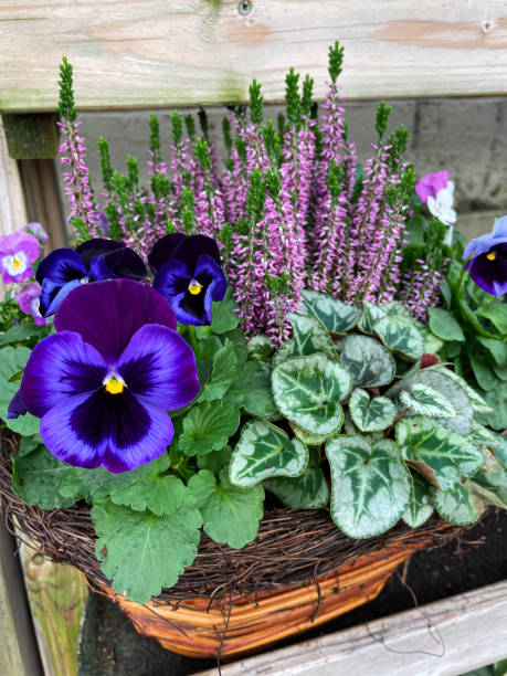 12 Winter Plants Perfect for Pot Containers