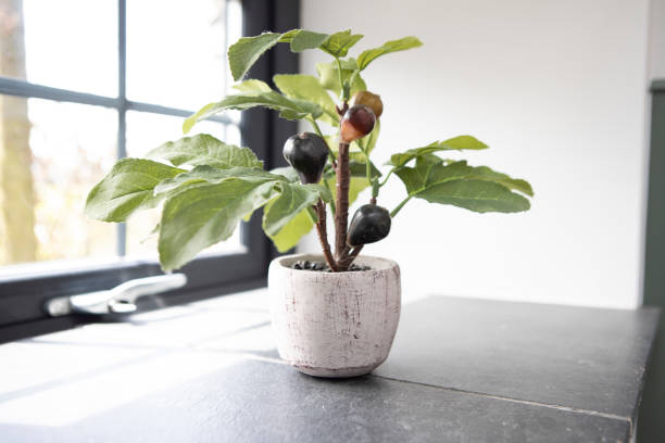 6 Easy Fruits to Grow Indoors