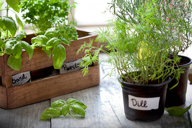 Top 12 Herbs for Growing an Indoor Herb Garden