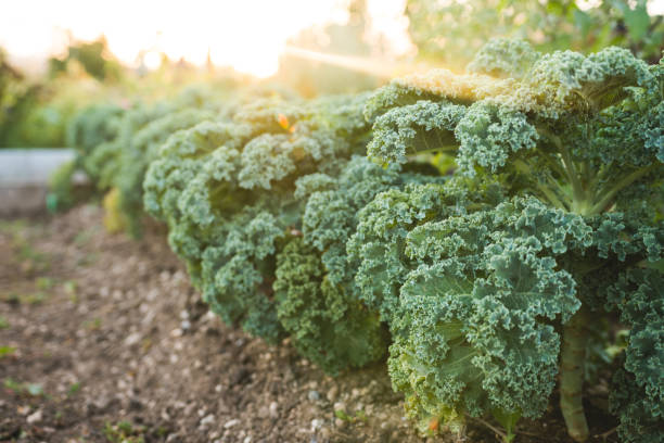 How to Grow Kale in a Pot: My Journey to Fresh, Homegrown Greens