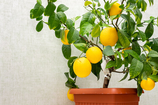 Lemon Plant Images – Browse 353,785 Stock Photos, Vectors, and Video |  Adobe Stock