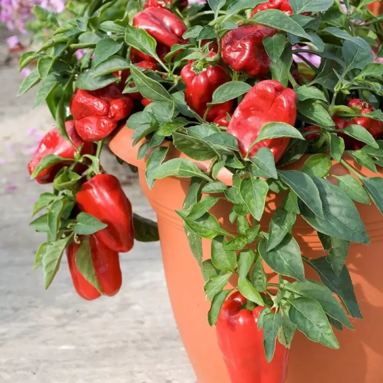 15 Vegetables Perfect for a Balcony and Patio Garden