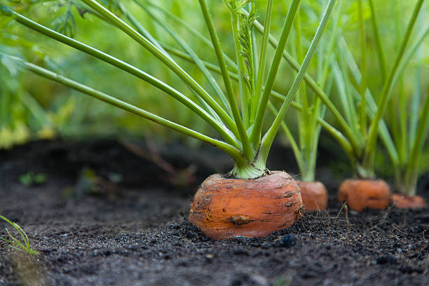 How to Grow Carrots Indoors: My Experience