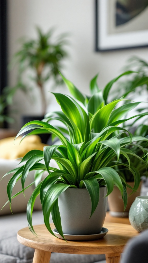 A vibrant spider plant in a modern pot on a wooden table, surrounded by other greenery.