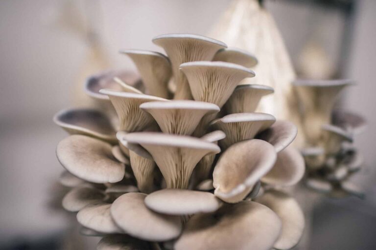 How to Grow Mushrooms at Home – Easy Steps