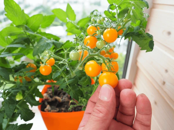 10 Easy Vegetables to Grow on an Apartment Balcony