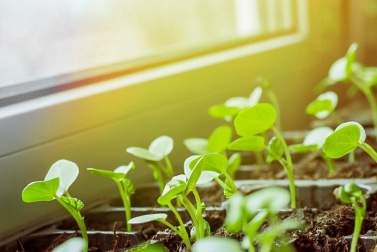 How to Start Seeds Indoors Without Grow Lights