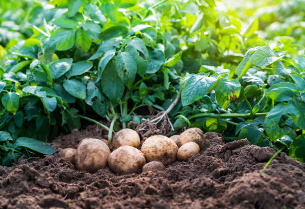 How to Grow Potatoes: A Step-by-Step Guide