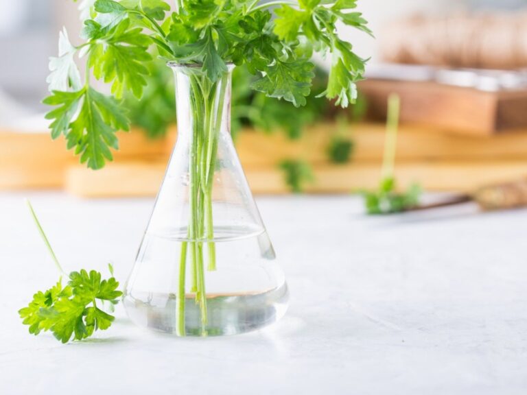 12 Herbs You Can Grow in Water