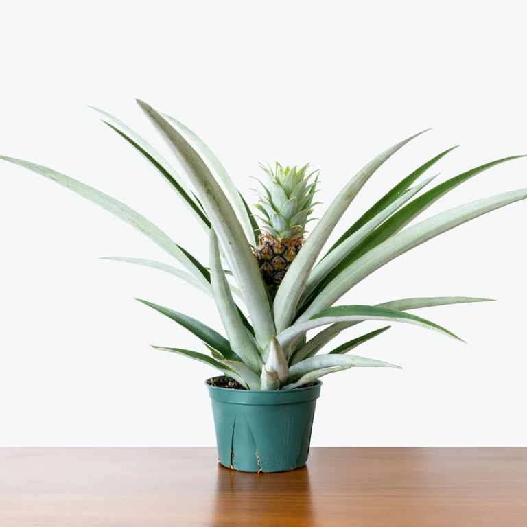 How to Grow a Pineapple from the Top: A Step-by-Step Guide