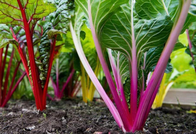 How to Grow Swiss Chard: A Beginner’s Guide