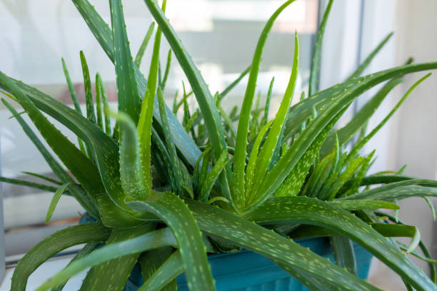 How to Grow Aloe Vera: A Complete Guide