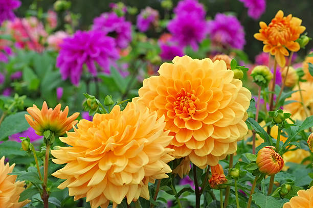 How to Grow Dahlias: A Complete Guide