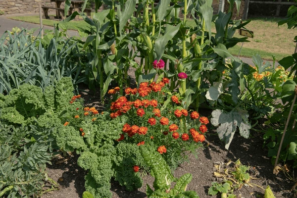 The 17 Best Companion Planting Duos for a Thriving, Bountiful Garden