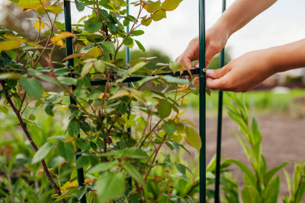 17 Garden Trellis Ideas to Elevate Your Outdoor Space