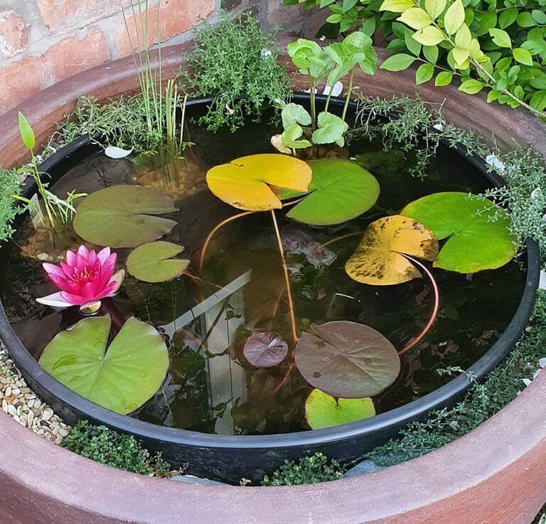 My Backyard Oasis: How I Made a Pond in a Pot (And Why You Should Too)