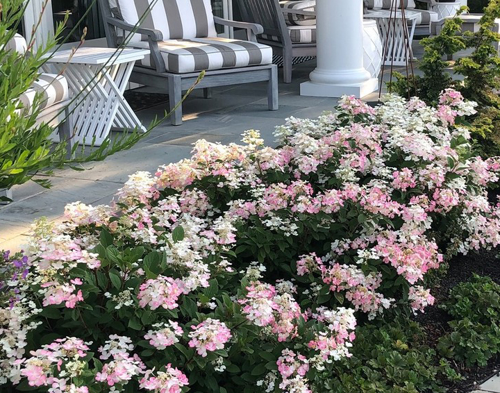 Easy Shrubs That Transform Any Front Porch