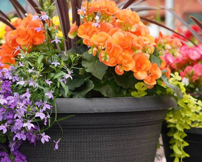 Full Sun Flower Container Garden: A Blooming Beauty for the Brightest Spots