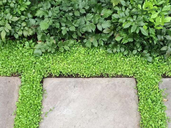 Choosing Walkable Ground Cover That Loves to Be Tread On