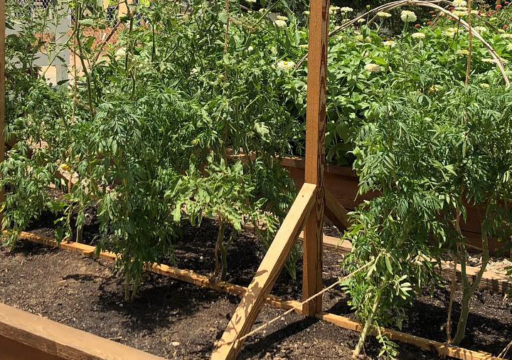 Building the Perfect Tomato Trellis: A Gardener’s Secret to Happy, Upright Tomatoes