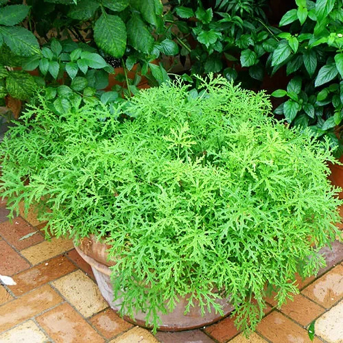How to Grow Citronella: A Fragrant and Functional Garden Favourite