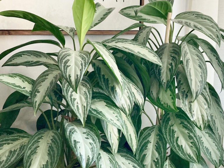 Easy Indoor Plants for Beginners (Even If You Think You Have a Black Thumb)