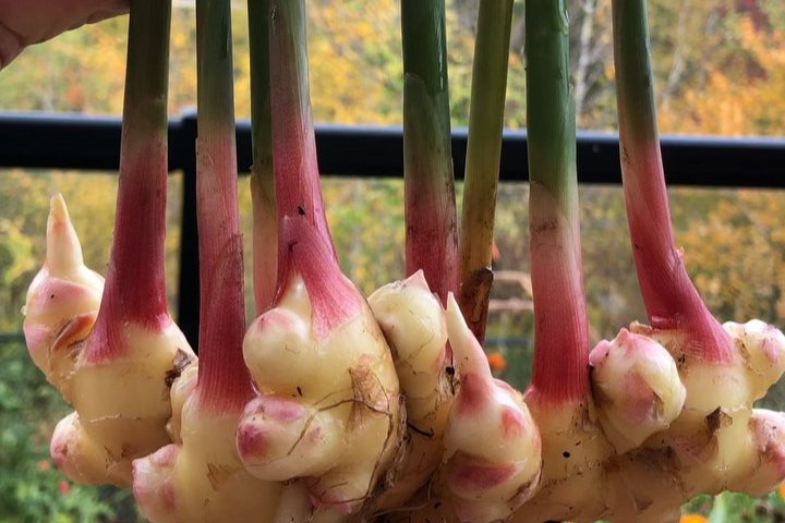 How to Grow Ginger Indoors (Even If You’ve Got No Garden and No Clue)