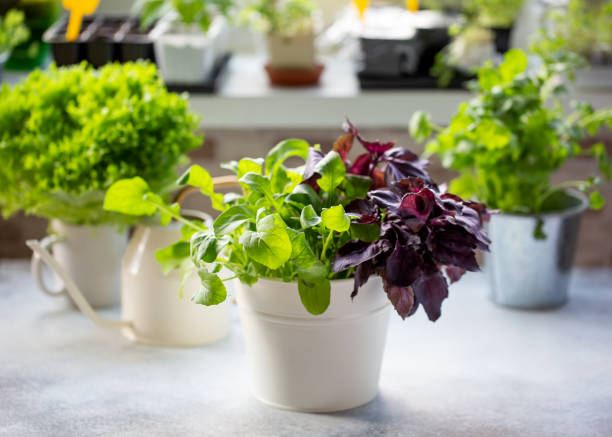 How to Grow Lettuce Indoors (Even If Your Backyard’s a Shoebox)
