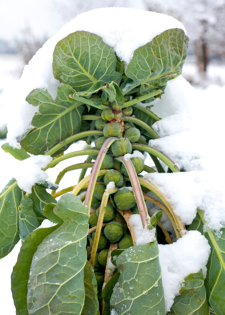 Cold Hardy Vegetables for Fall and Winter Gardening