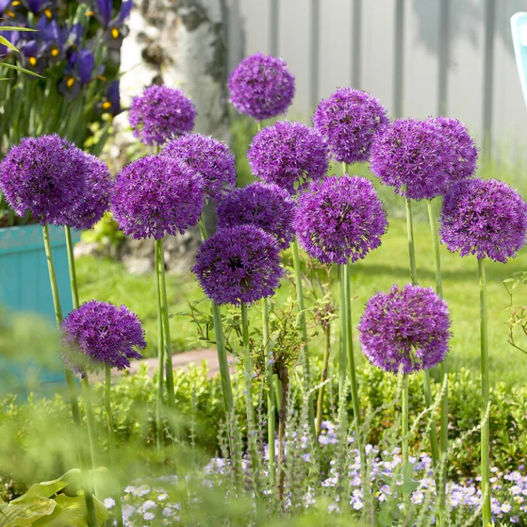 Flower Bulbs to Plant in Fall – Spring’s Secret Weapon