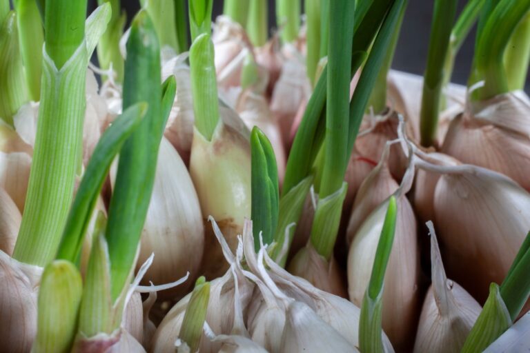 How to Grow Garlic from a Clove