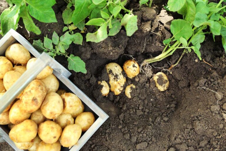 How to Grow Potatoes in Fall