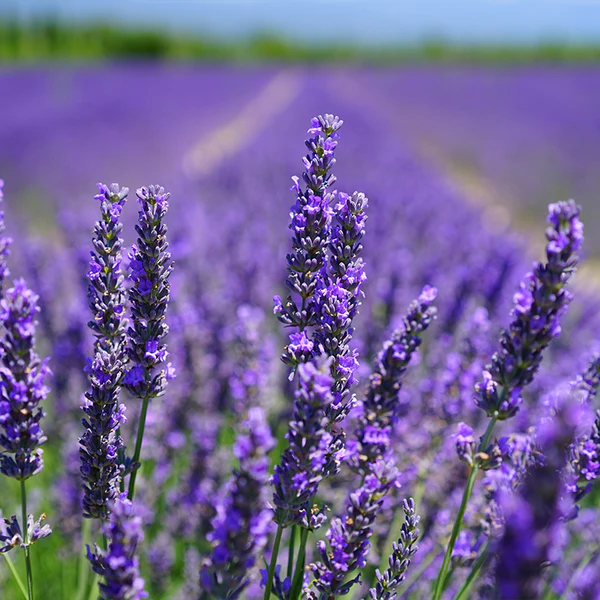 How to Grow Lavender (and Not Kill It This Time)
