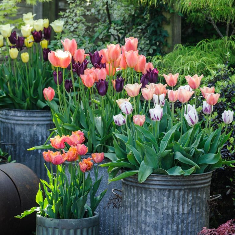 When You Want To Plant Tulips in Fall: Guide