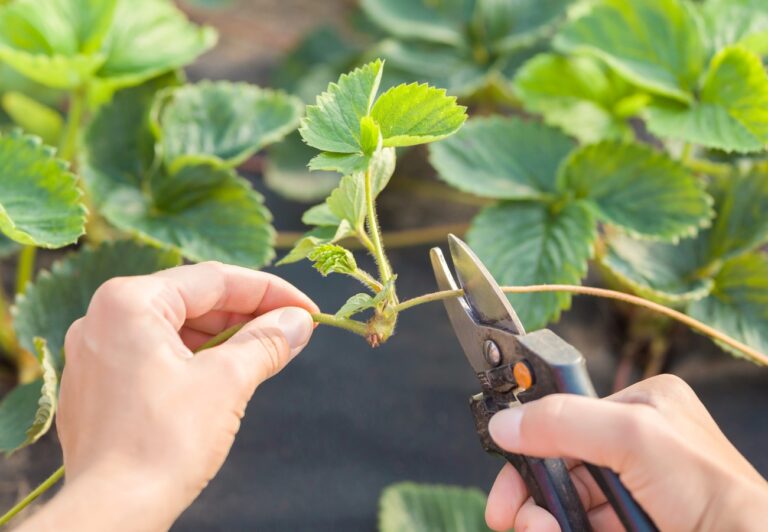 How Cutting Runners Makes Strawberries Grow Bigger