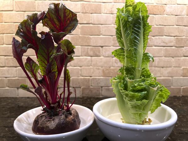 Regrow Vegetables and Cultivate Plants Indoors
