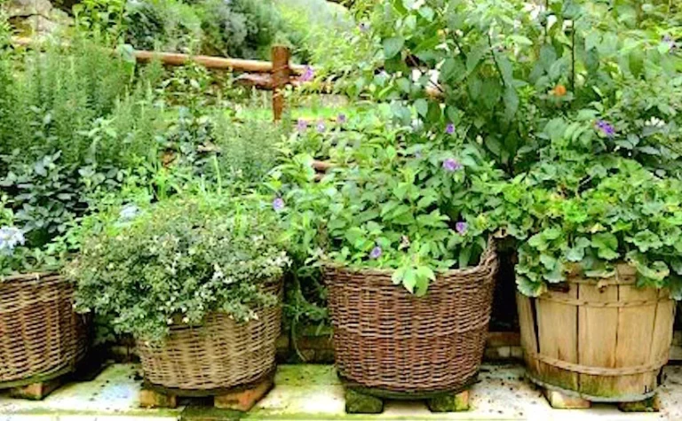 10 Herbs You Should Plant This Fall (Perfect for Gardens & Containers)