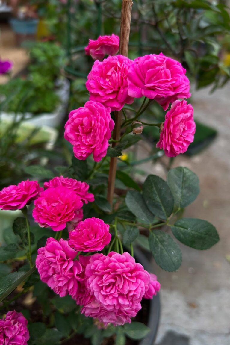 How to Create a Blooming Indoor Flower Garden