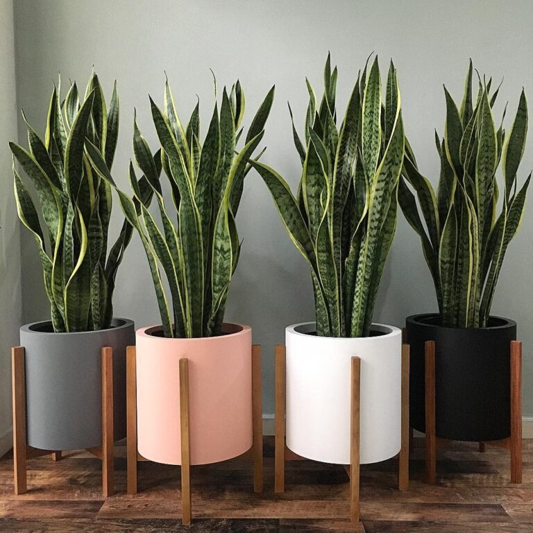 Indoor Plant Styling That Actually Feels Right