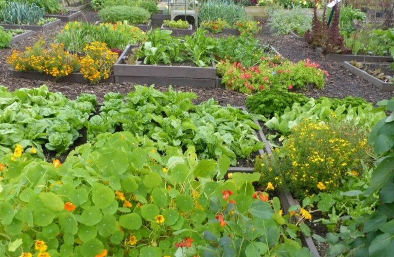Fall Garden Companion Planting That Actually Works