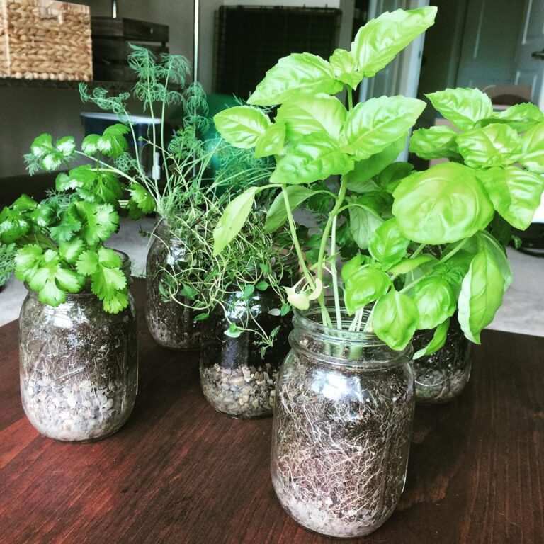 The Ultimate Indoor Herb Garden Guide