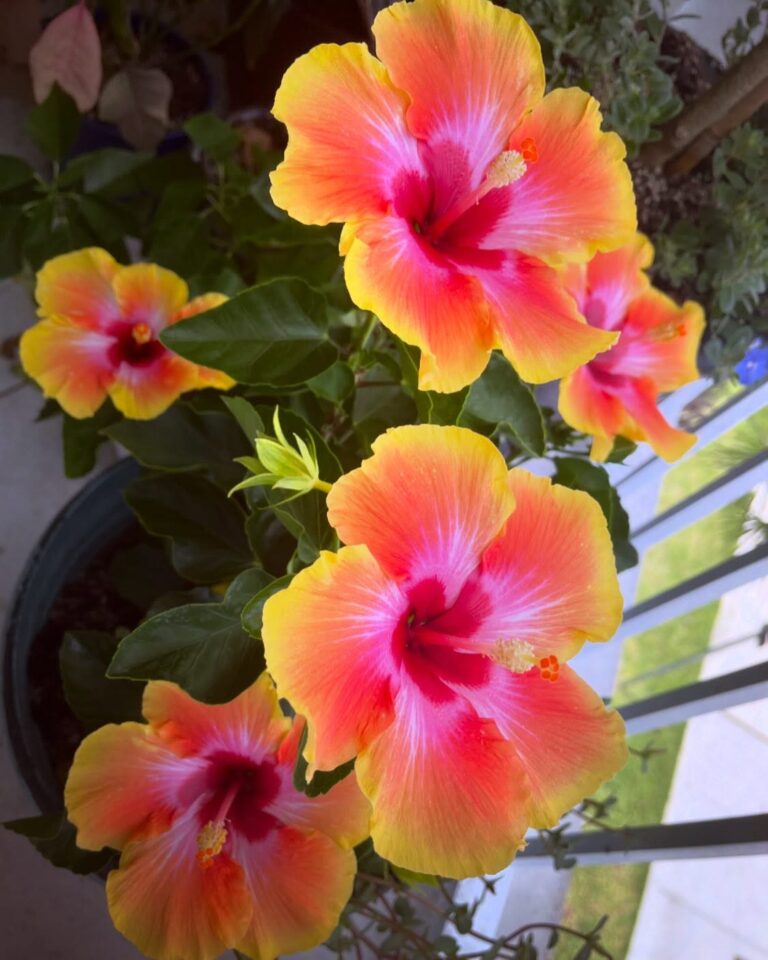 How to Grow Tropical Hibiscus in Containers