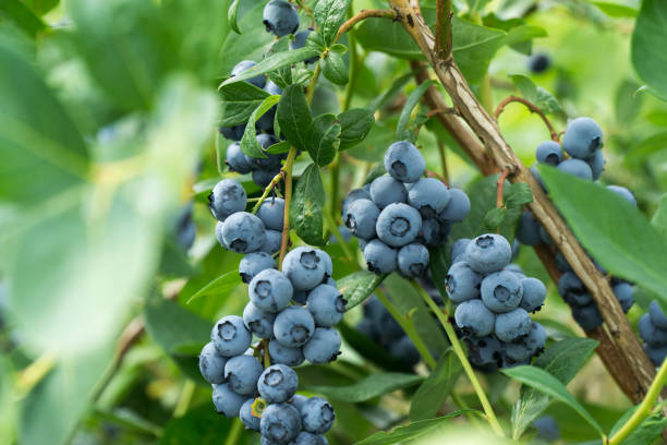 How to Grow Blueberries (Without Losing Your Mind)