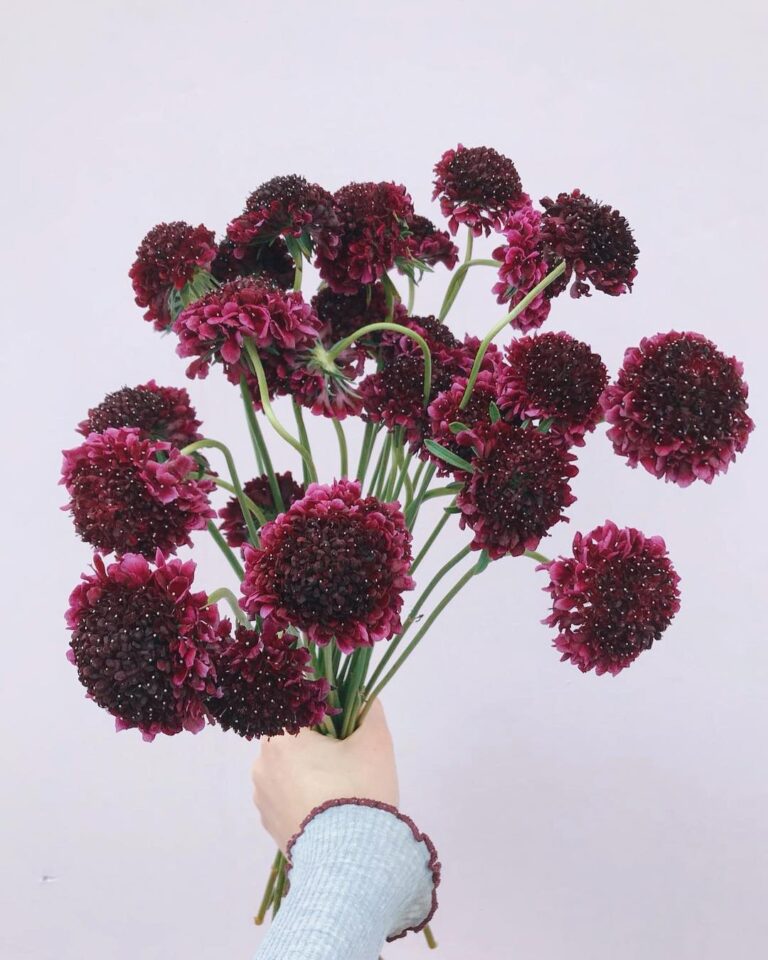 Rare & Beautiful Brown Flowers That Bring Moody Magic to the Garden