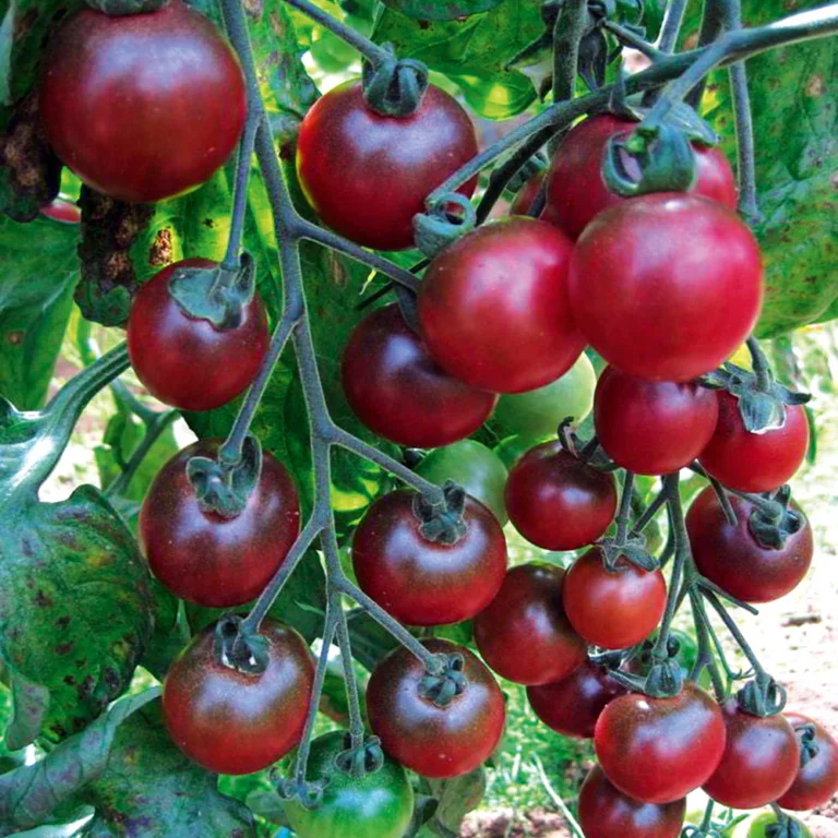 20 Types of Cherry Tomatoes That Deserve a Spot in Your Garden