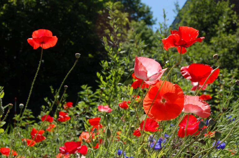Planting Wildflowers in Fall – A Quiet Shortcut to a Stunning Spring