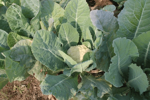 Vegetables That Don’t Need Full Sun