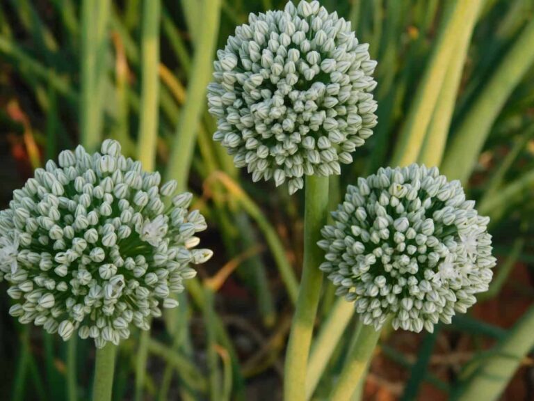 What to Do When Your Onions Bolt (and Why It’s Not the End of the World)